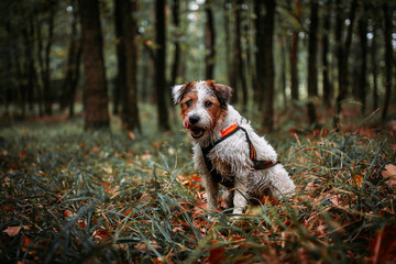 Cute Portrait of Parson Russell Terrier in Orange Pulling Harness