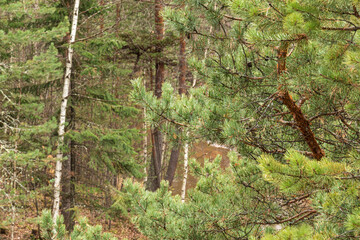 beautiful,natural, green coniferous trees in the taiga, forest © TANIANA GRYAZNEVA
