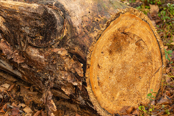 Sawn tree, with texture in the forest,taiga Redi plants,grass, foliage
