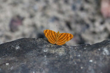 Orange butterfly against grey background