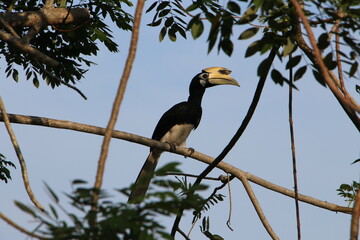 Hornbill in tree