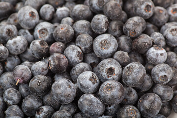 Close up of Blueberries