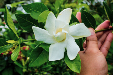 hand holding a flower