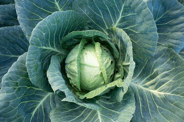 Obraz premium head of cabbage on a bed