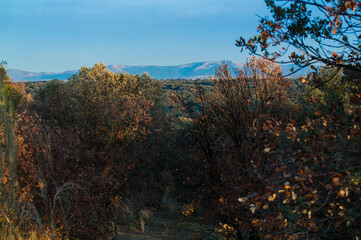 Fototapeta premium krajobraz widok drzewa niebo natura jesień