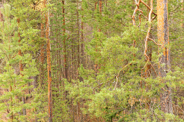 beautiful,natural, green coniferous trees in the taiga, forest