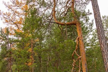 beautiful,natural, green coniferous trees in the taiga, forest © TANIANA GRYAZNEVA