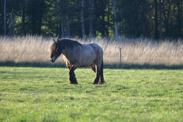 Cheval de trait