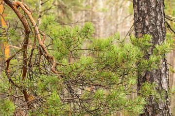 beautiful,natural, green coniferous trees in the taiga, forest © TANIANA GRYAZNEVA