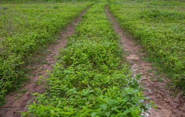 Fototapeta na wymiar A driveway along the farmland. Leading path along the agricultural field.