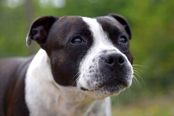 portrait of staffordshire bull terrier in the grass
