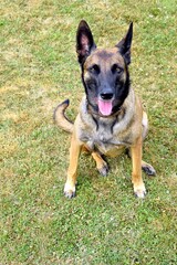 portrait of belgian shepherd dog in the grass