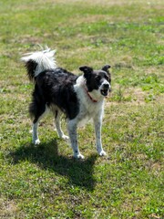 portrait of border collie dog in the grass