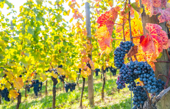 blue grapes in autumn vineyard