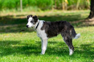 portrait of australian shepherd dog