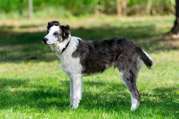 portrait of australian shepherd dog