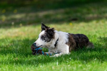 portrait of australian shepherd dog