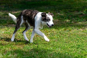 portrait of australian shepherd dog