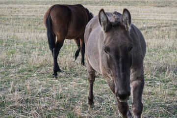 Koń zwierze pole widok wieś łeb © Piotr