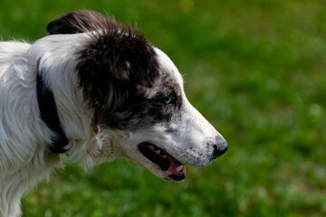 portrait of australian shepherd dog