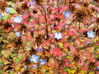Obraz premium Little blue flowers and autumn leaves of Ceratostigma plumbaginoides, Chinese plumbago