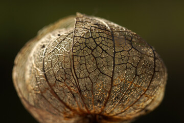Veins of the physalis fruits shield