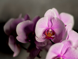 Pink orchid flowers on a dark background. Exotic home garden plants.