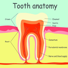 Tooth anatomy vector dental infographics. Medical banner or poster illustration