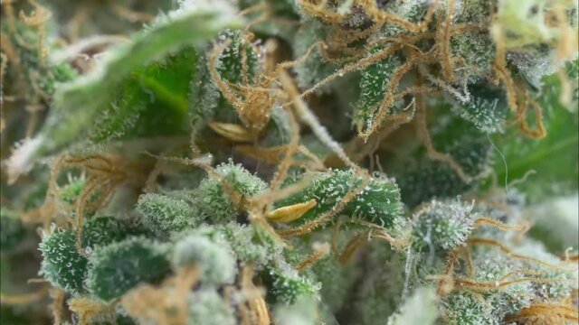 Cannabis macro view, dry time lapse, close up view