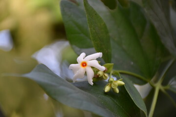 Night flowering jasmine or Parijat or hengra bubar or Shiuli is a species of Nyctanthes native to South Asia and Southeast Asia in nature