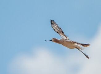 American Avocet Recurvirostra americana in Flight