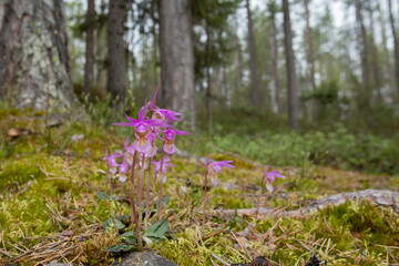 Beautiful and rare orchid, calypso orchid (Calypso bulbosa), blooming in spring in Finnish nature at Oulanka National Park
