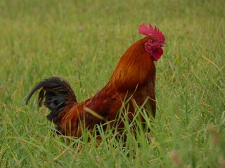 Rooster in tall grass, Poland