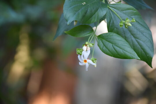 Night flowering jasmine or Parijat or hengra bubar or Shiuli is a species of Nyctanthes native to South Asia and Southeast Asia in nature