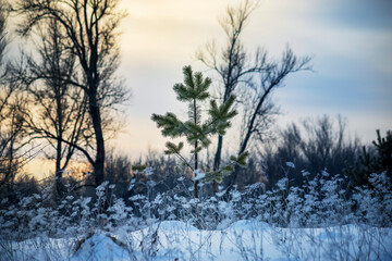 Christmas background with snowy fir trees . Winter pine forest landscape.