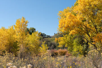 Fototapeta premium Autumn cottonwood grove in western Colorado near Grand Junction