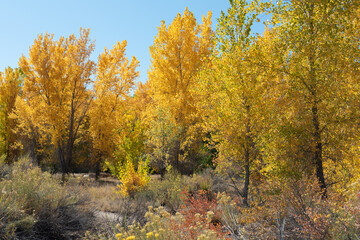 Fototapeta premium Young cottonwood stand in western Colorado with fall colors