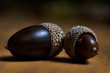 Two brown acorns, with their shell, on a wooden table