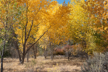 Autumn cottonwood grove in western Colorado near Grand Junction