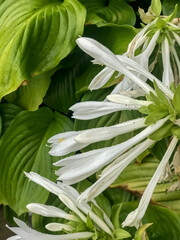 Obraz premium green leaves