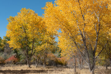 Obraz premium Upward view of western Colorado cottonwood grove in October with brilliant blue sky and golden leaves