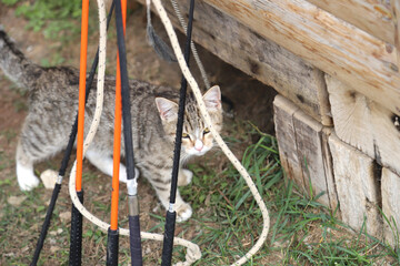 Tabby cat lives in rural riding club as a barn cat