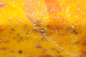Water drops on a yellow leaf during autumn foliage