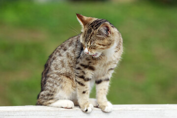 Naklejka na ściany i meble Tabby cat lives in rural riding club as a barn cat