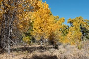 Fototapeta na wymiar Autumn cottonwood grove in western Colorado near Grand Junction