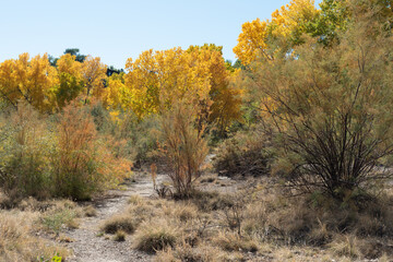 Autumn cottonwood grove in western Colorado near Grand Junction - obrazy, fototapety, plakaty