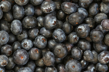 Background formed with ripe blueberry
