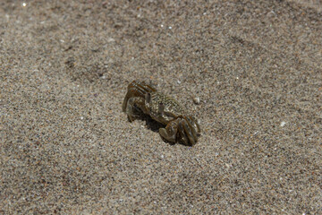 Un pequeño cangrejo de playa sobre la arena.