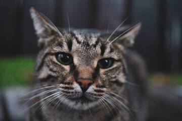 close-up cat face and nose