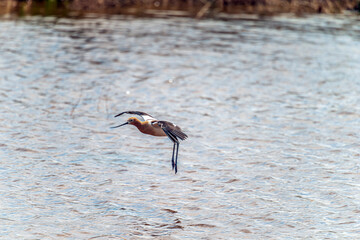 Landing American Avocet Recurvirostra americana